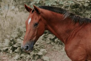 horse breeders in Fort Worth